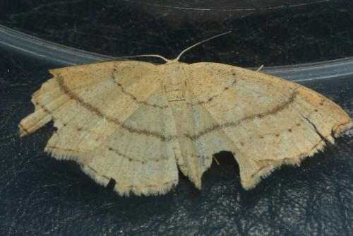Réf. 228 767 : Cyclophora linearia